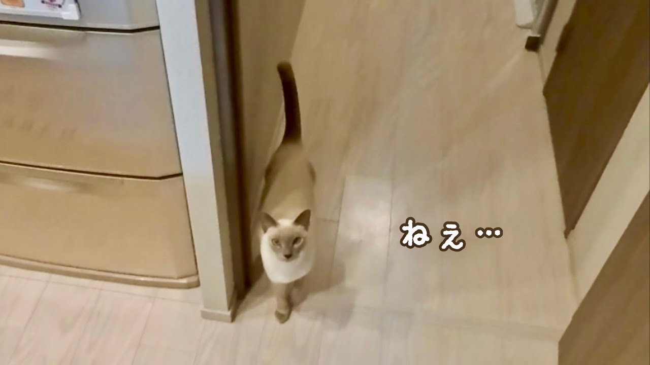 忙しいのわかってるけど、遊びたい猫 【猫の鳴き声】
