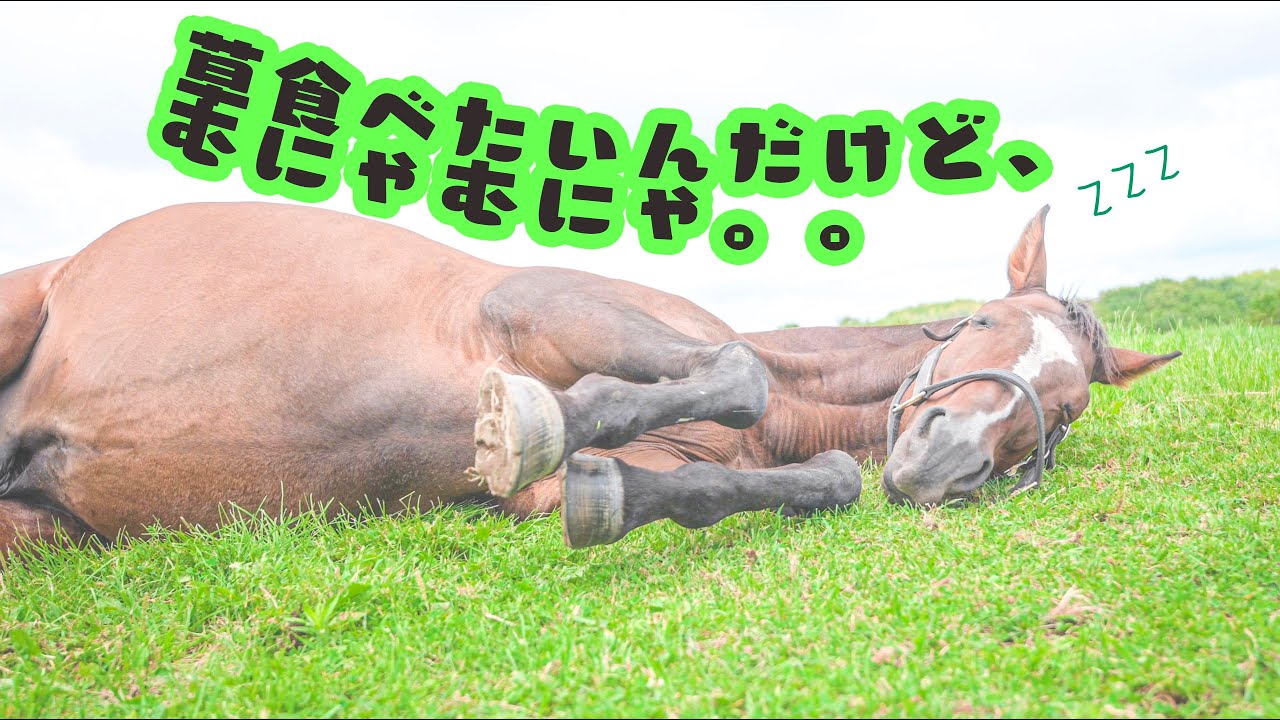 あぁ、、寝てしまう。眠気との格闘。