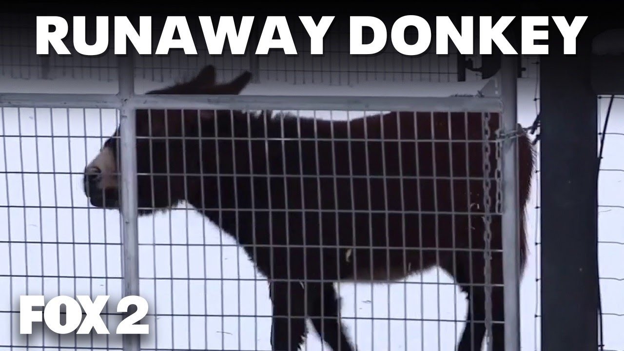 State police track down runaway donkey on I-75