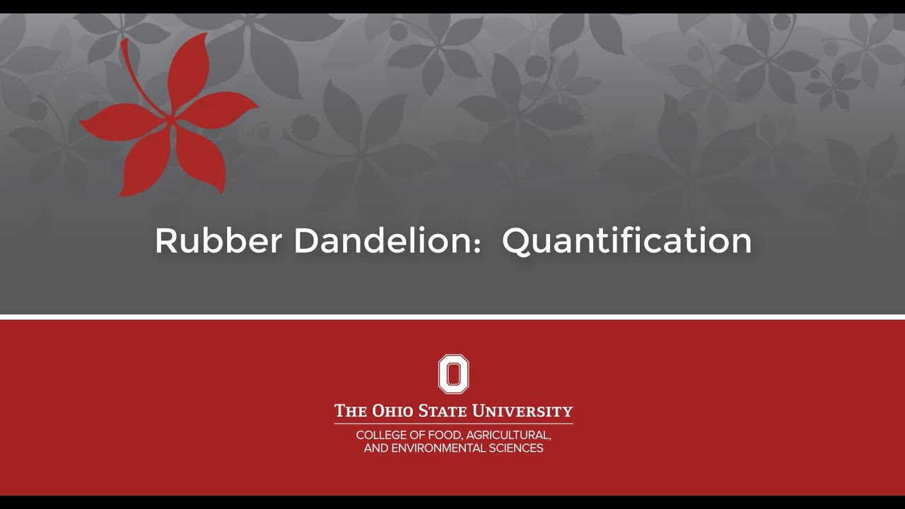 Rubber Dandelion: Quantification