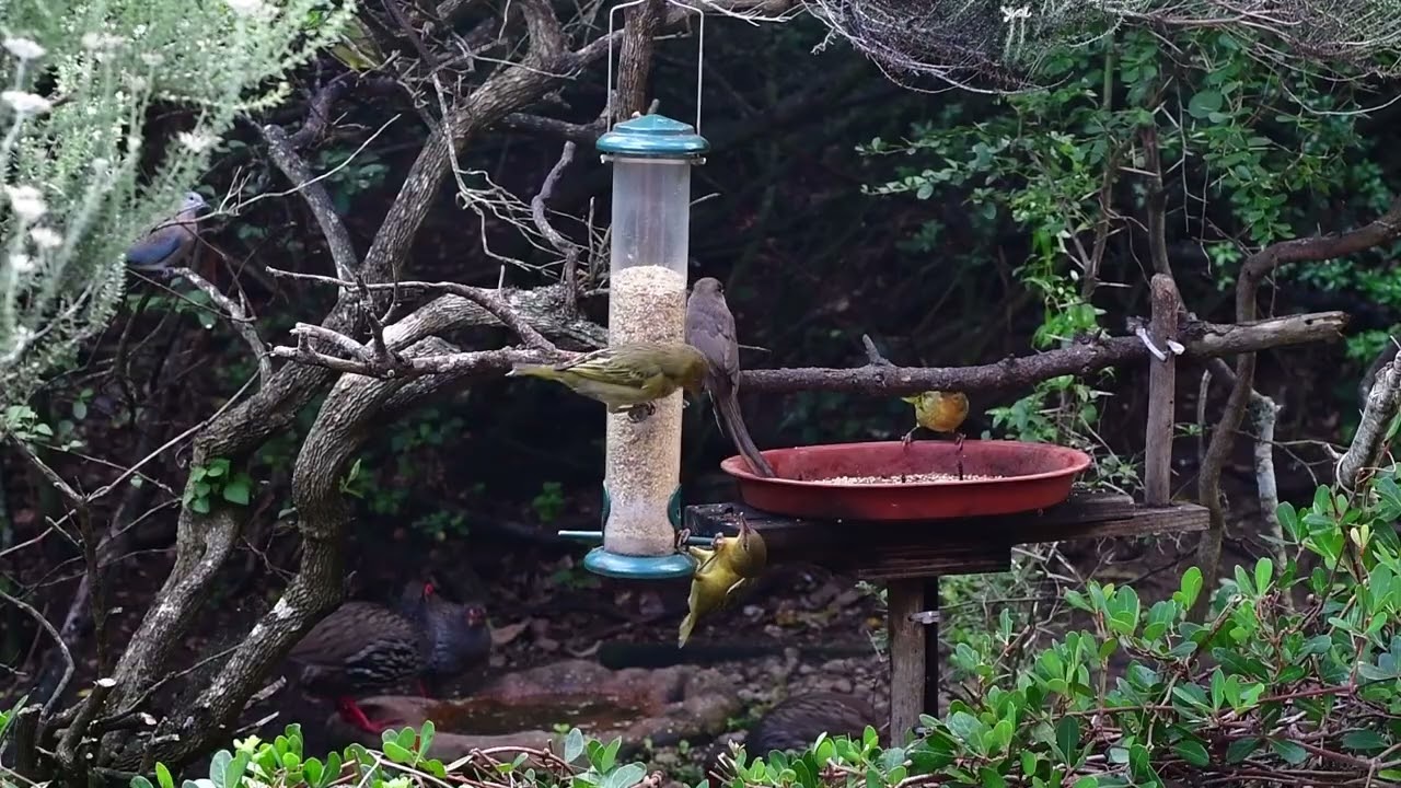 Ambient birds 19th Feb