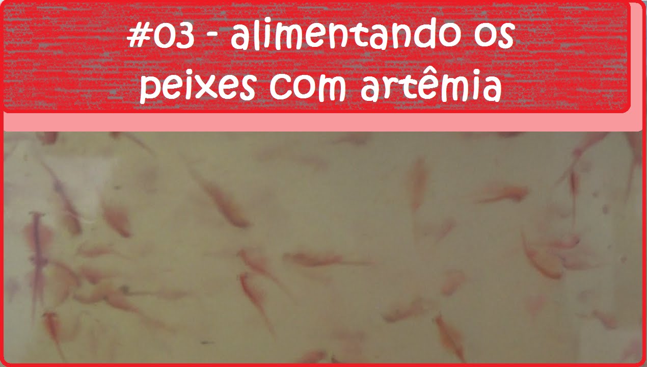 Alimentando os peixes com Artêmia
