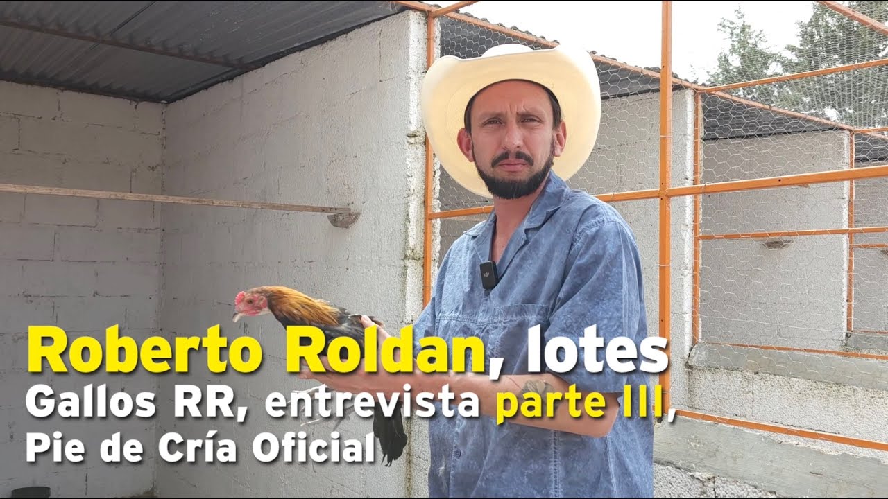 Roberto Roldán, lotes, Gallos RR, entrevista parte III, Pie de Cría Oficial
