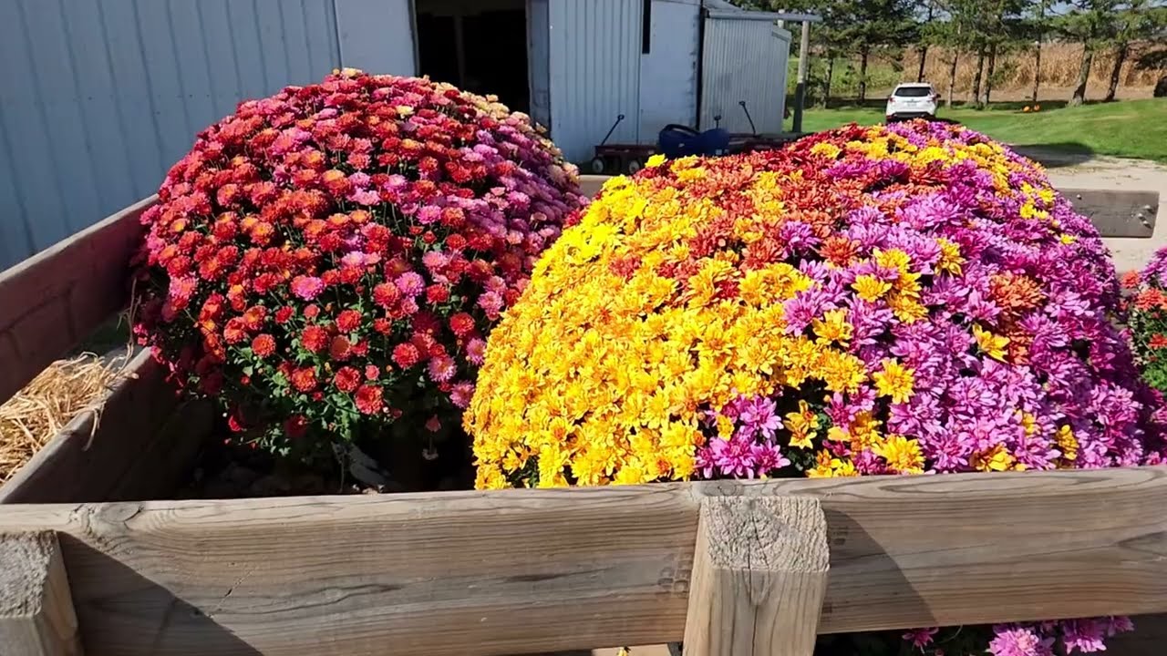 Chrysanthemum Riverside Park