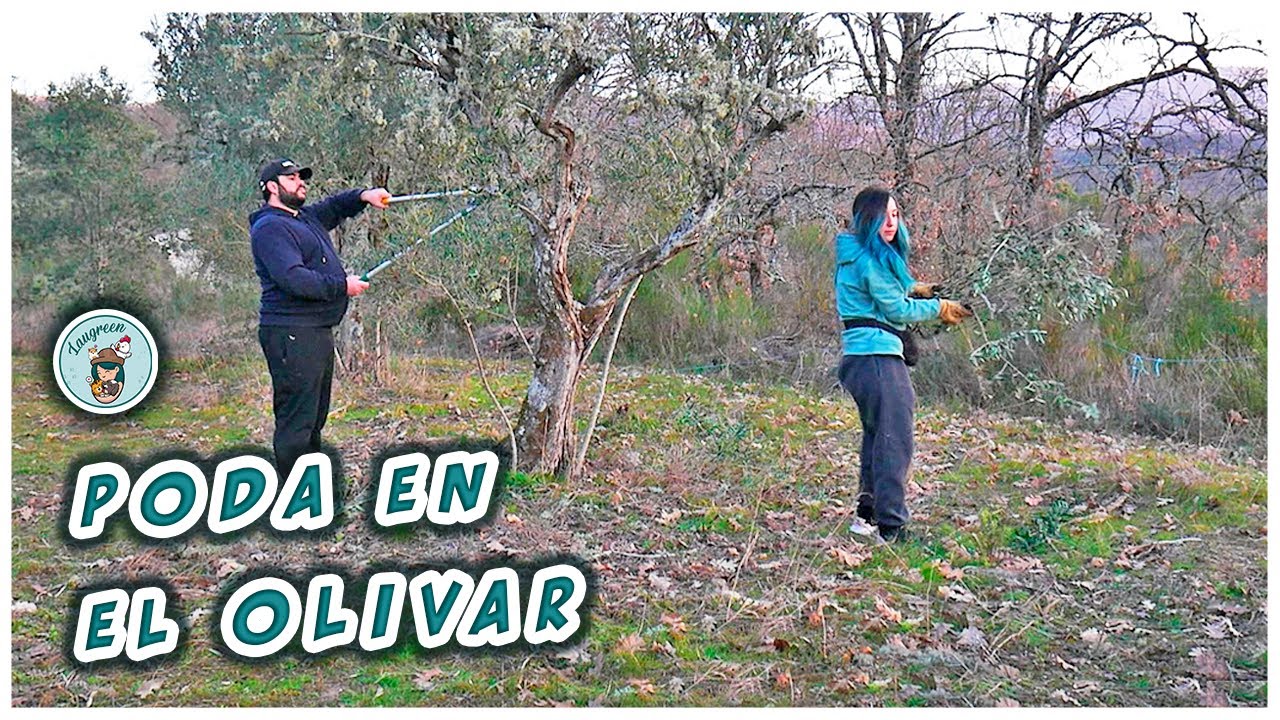 PODA del Segundo OLIVO del OLIVAR en la FINCA 🌱