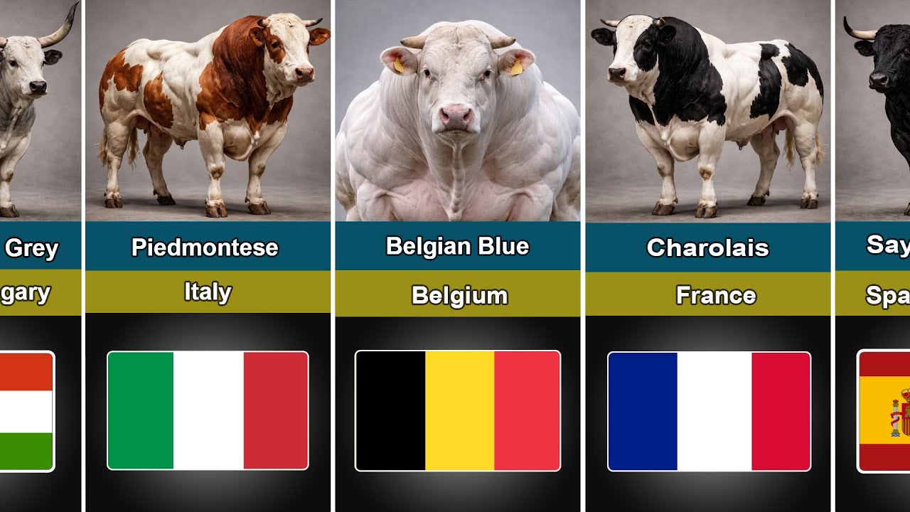 The most muscular cattle breeds from different countries