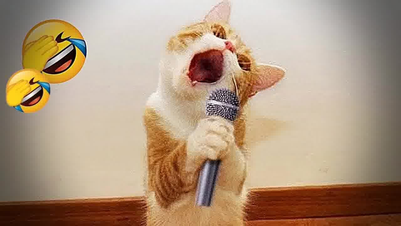 Best Funny Dogs and Cats Videos😺Funniest Animal videos 2024😼🐶
