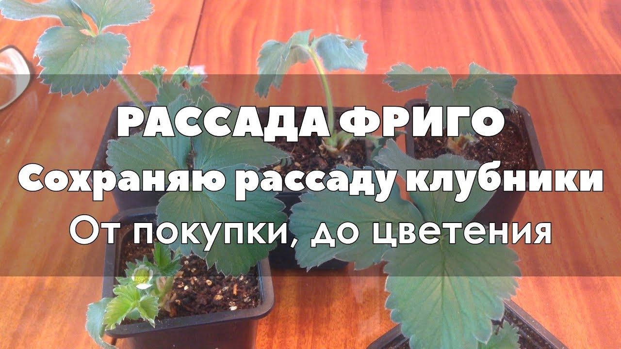 🍓🌱 Рассада клубники фриго. Как сохранить до высадки в грунт. От покупки  и до цветения.
