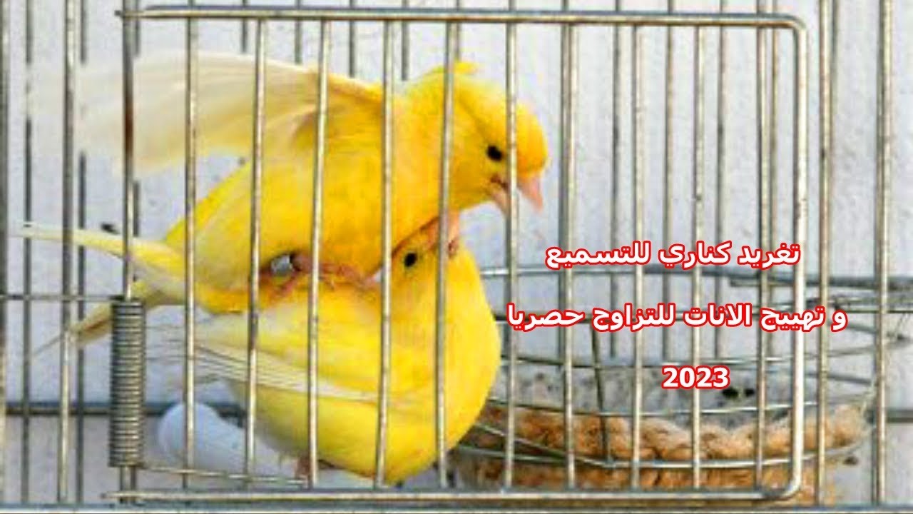 اقوى تغريد كناري للتسميع و تهييج الانات للتزاوج حصريا  2023