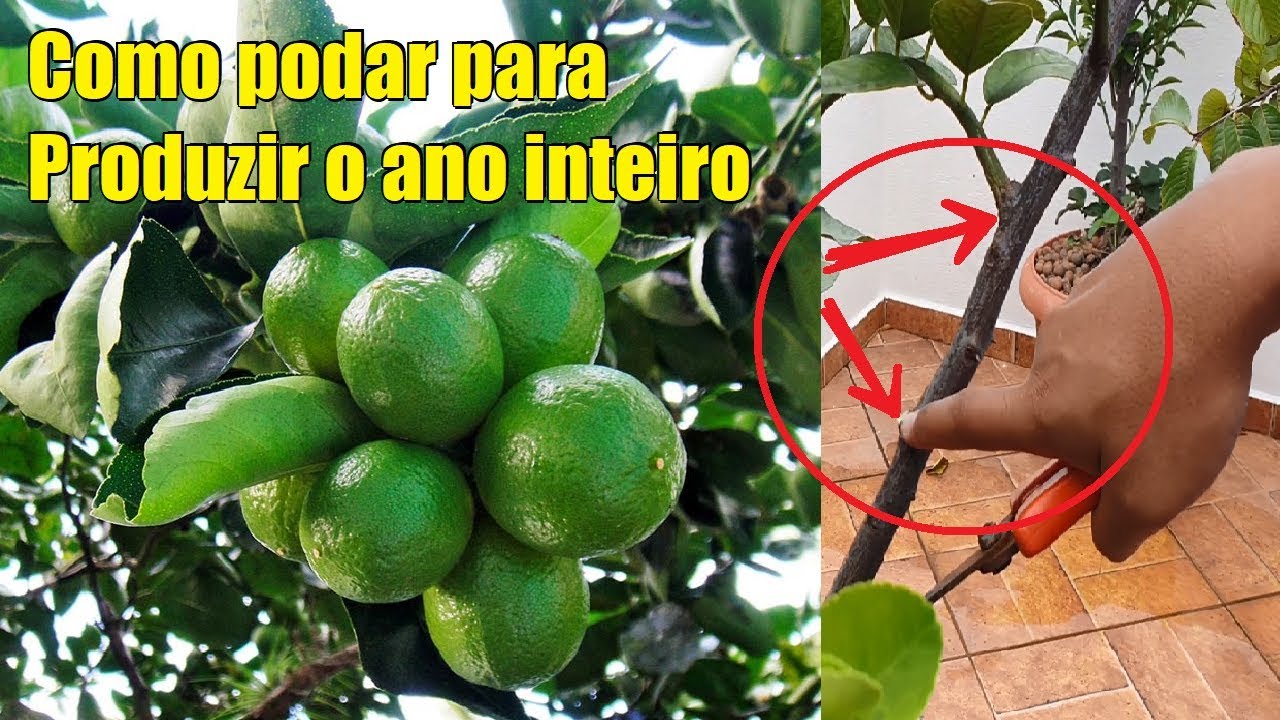 Como Podar de Limão Taiti para Produzir o Ano Inteiro  # CantinhoDeCasa