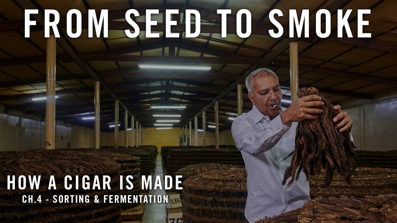 How a Cigar is Made: Ch.4 - Sorting & Fermentation