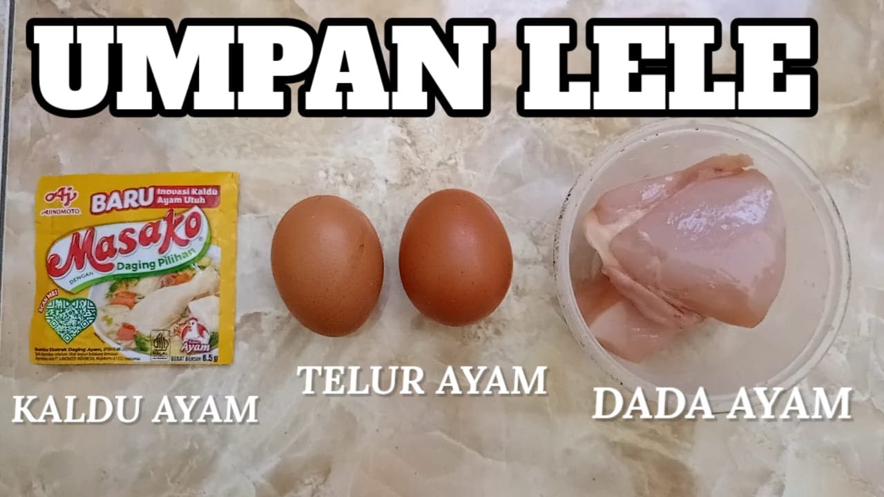LANGKAH - LANGKAH MEMBUAT UMPAN RACIKAN MEDIA AYAM SUWIR ‼️UMPAN LELE TERJITU