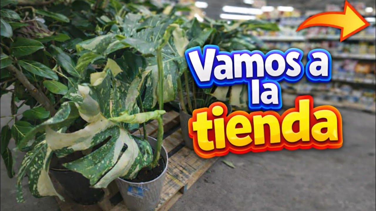 Vamos a ver plantas y macetas