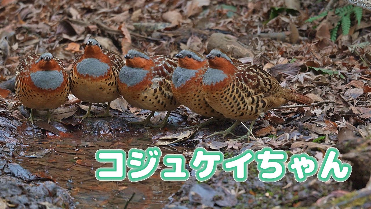 コジュケイ家族の水飲み