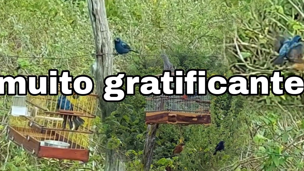 campeada Com azulao olhar oque aconteceu