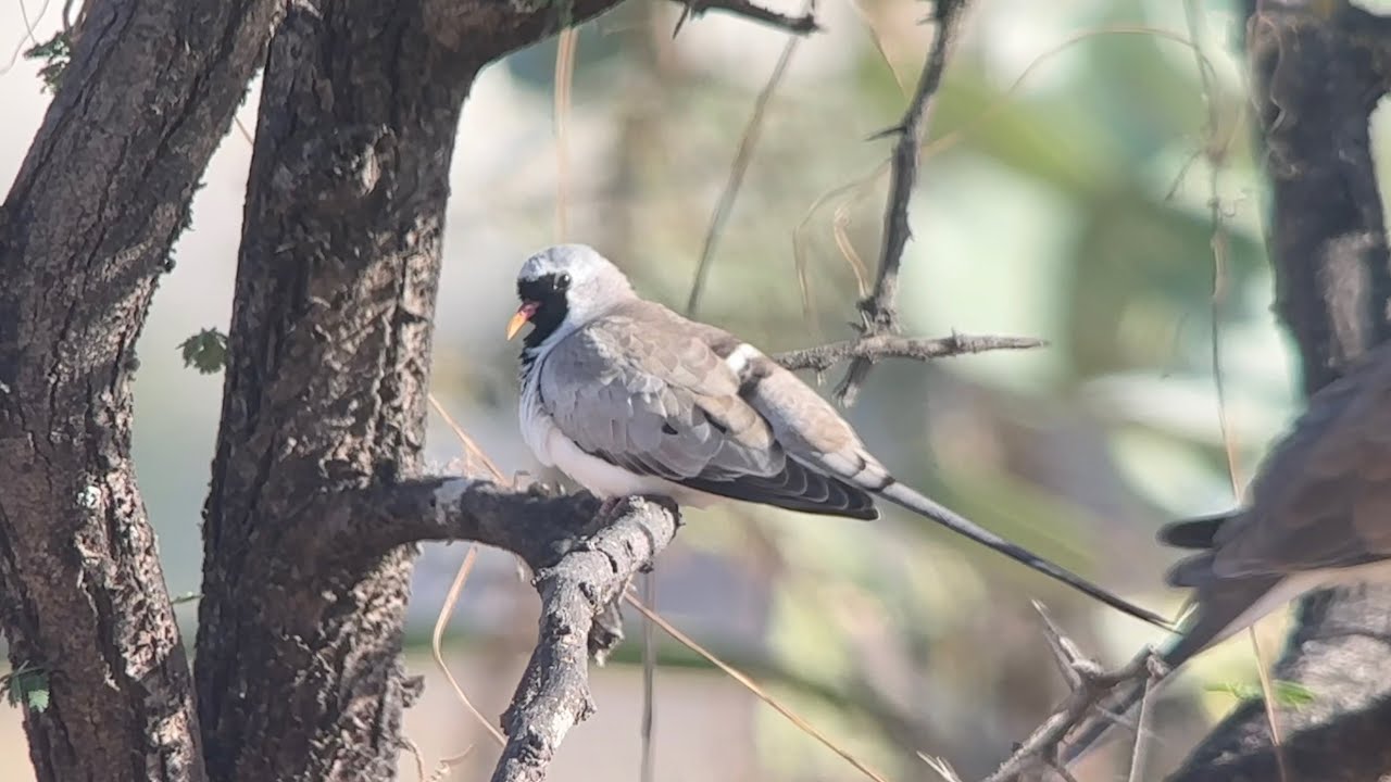 Tourterelle masquée, Namaqua Dove, Onea Capensis, Oman, Novembre 2025