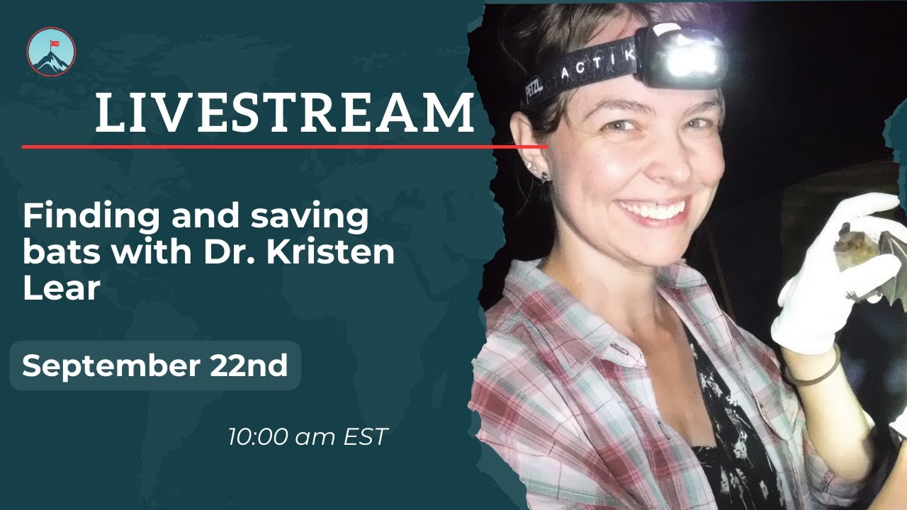 Finding and Saving Bats With Dr. Kristen Lear