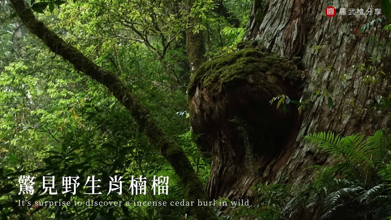 【羅武檜分享】肖楠生態林 - 驚見野生肖楠榴．第七集