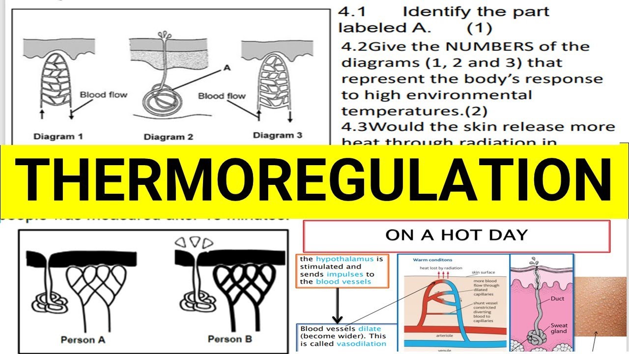 THERMOREGULATION: (REGULATION OF TEMPERATUREDURING COLD DAYS AND HOT DAYS) THUNDEREDUC. BY M.SAIDI