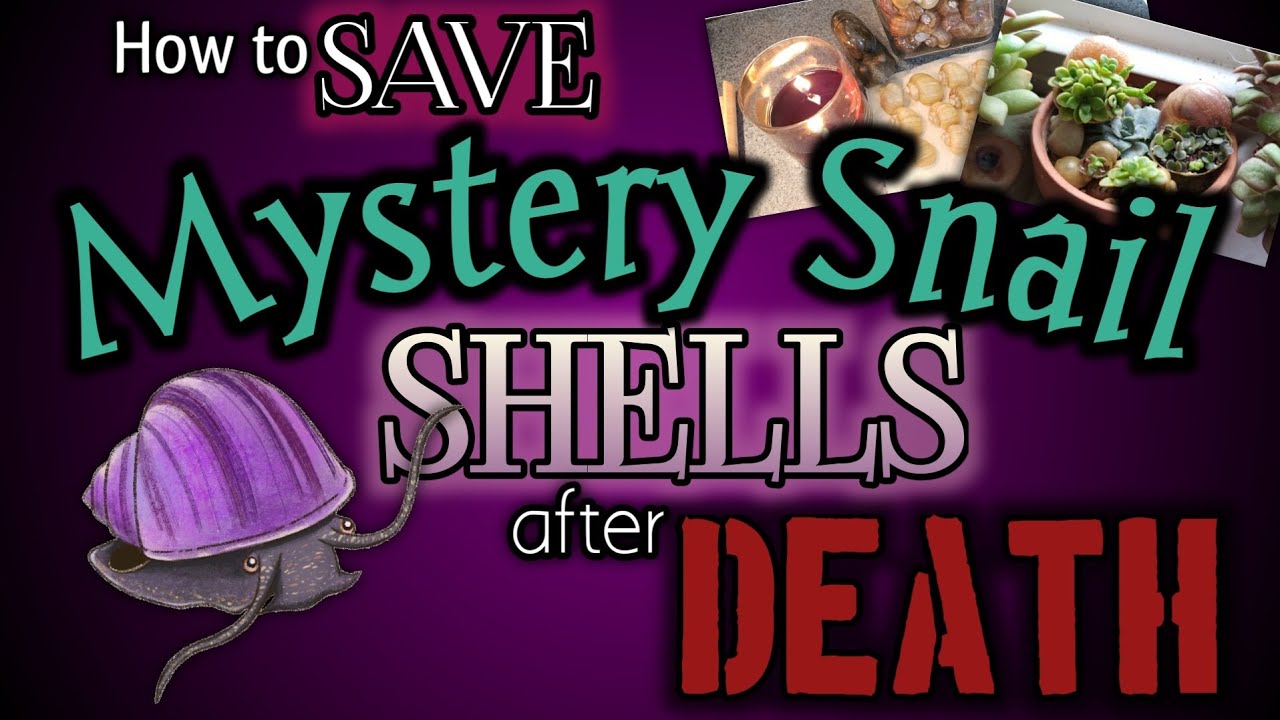 How to Save a Mystery Snail Shell