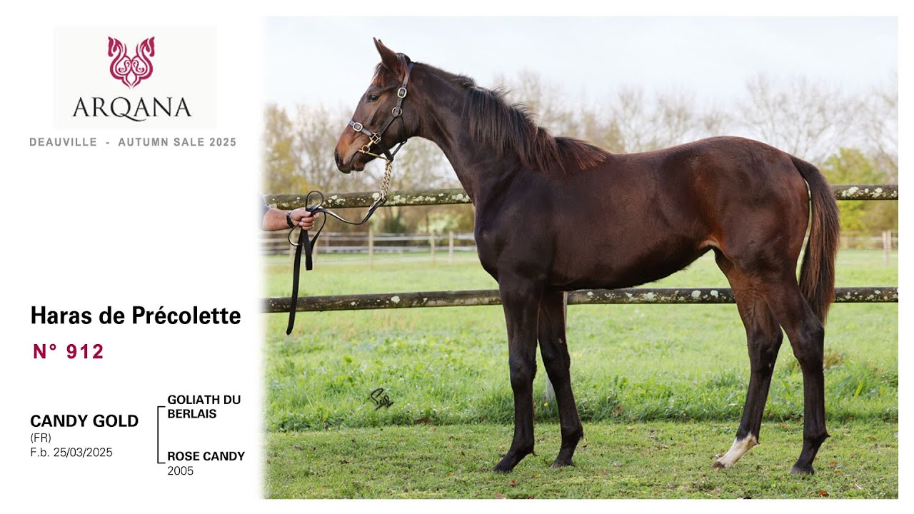 Arqana Autumn sale, N°912, F. / Goliath Du Berlais x Rose Candy, présentée / le Haras De Précolette
