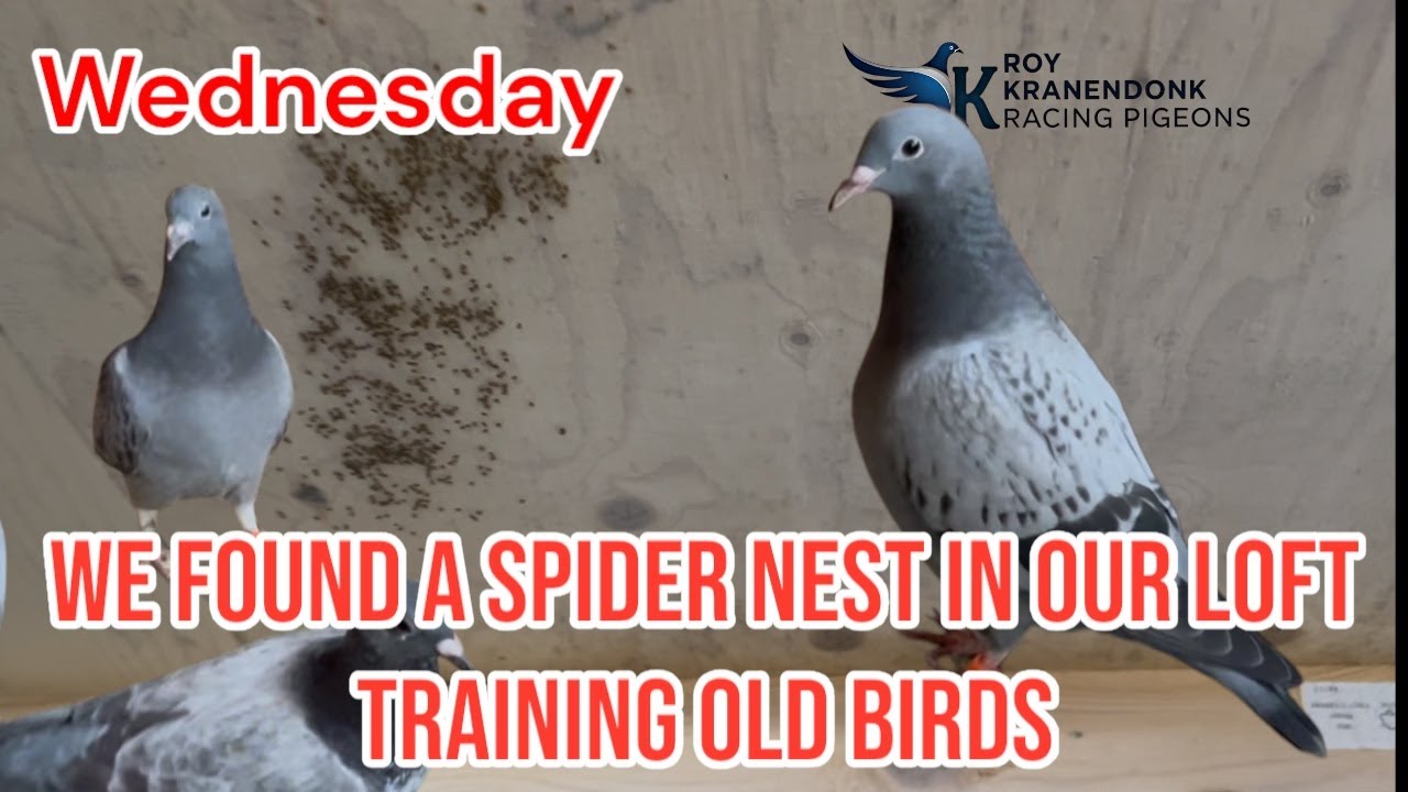 Wednesday | We Found a Spider nest in My Loft | Training for the Old Birds | Racing Pigeons |