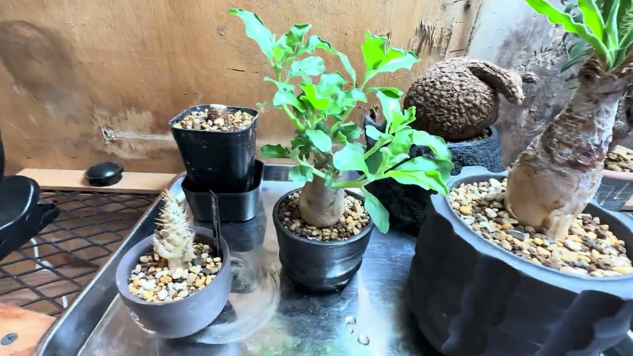 パキプス発根管理3/11朝　植物って良いよね