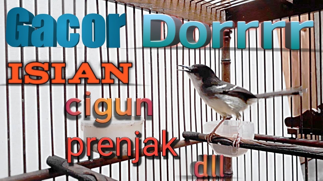 Ciblek Semi Gacor Dor | Cisem Isian Prenjak Brem Cigun Dll | Masteran Ciblek Paling Dicari