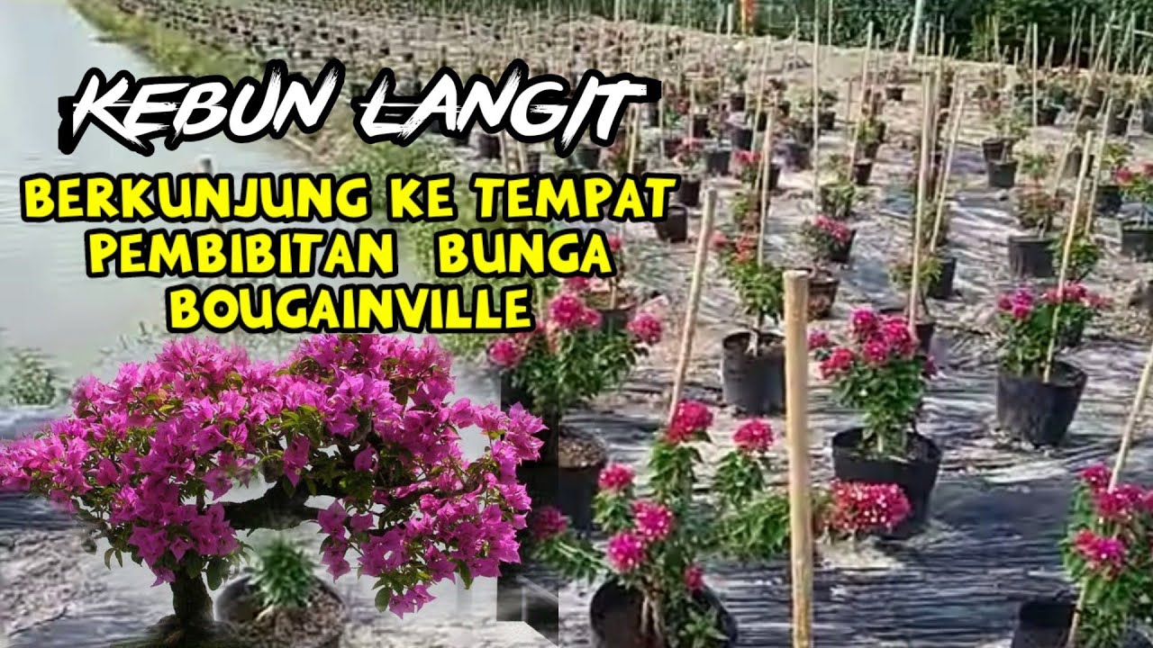 Tempat Pembibitan Bunga Bougenville