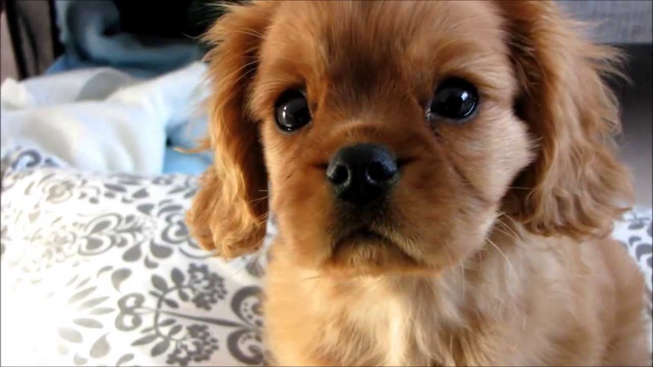 Cavalier King Charles Spaniel Rocco 11 weeks old