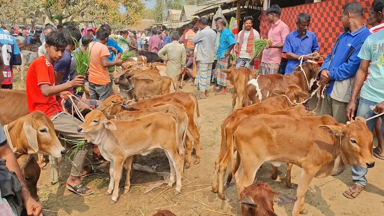 ২৬ ফেব্রুয়ারি 2026| একেবারে ছাগলের দামে ছোট্ট ছোট্ট ষাঁড় ও বকনা বাছুর গরু | রানীগঞ্জ হাট | দিনাজপুর