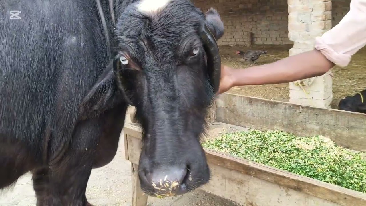 Neli ki high milking buffalo sale Okara Animal Tv 03004576252/2/2/2026/لوکیشن عارف والا 