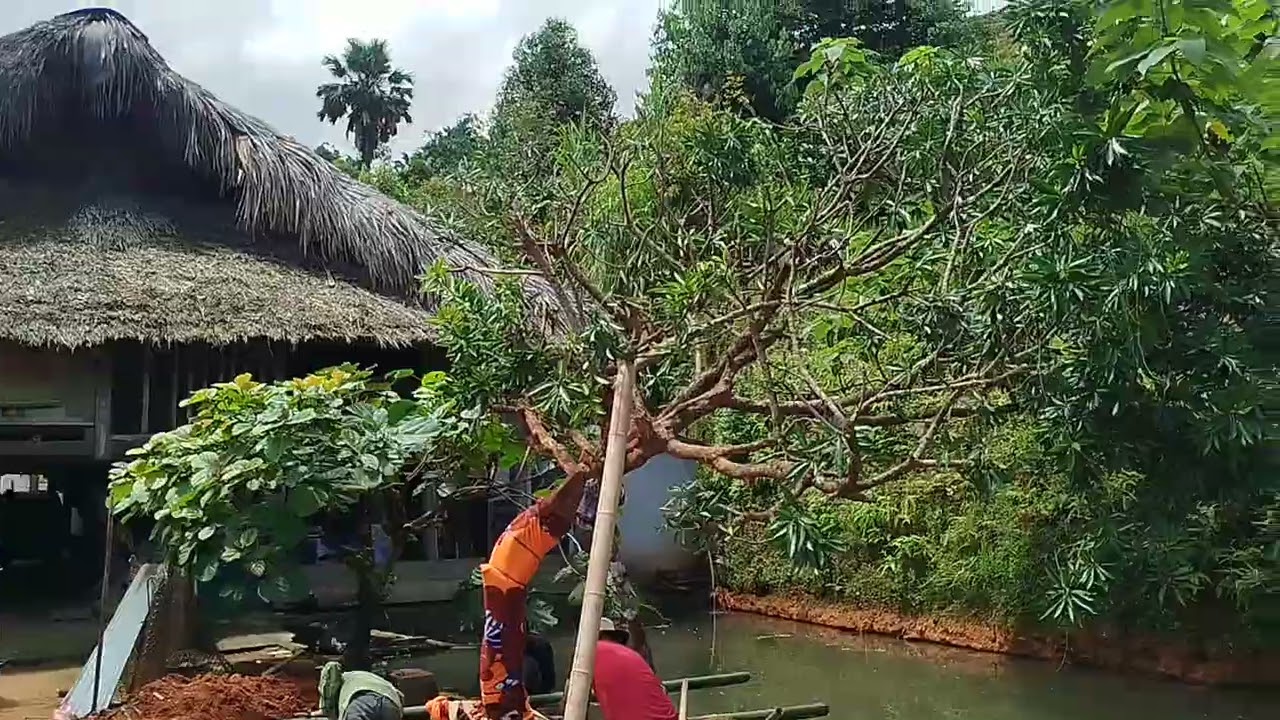 Cây trứng gà số 2 việt Nam lh 0979289606
