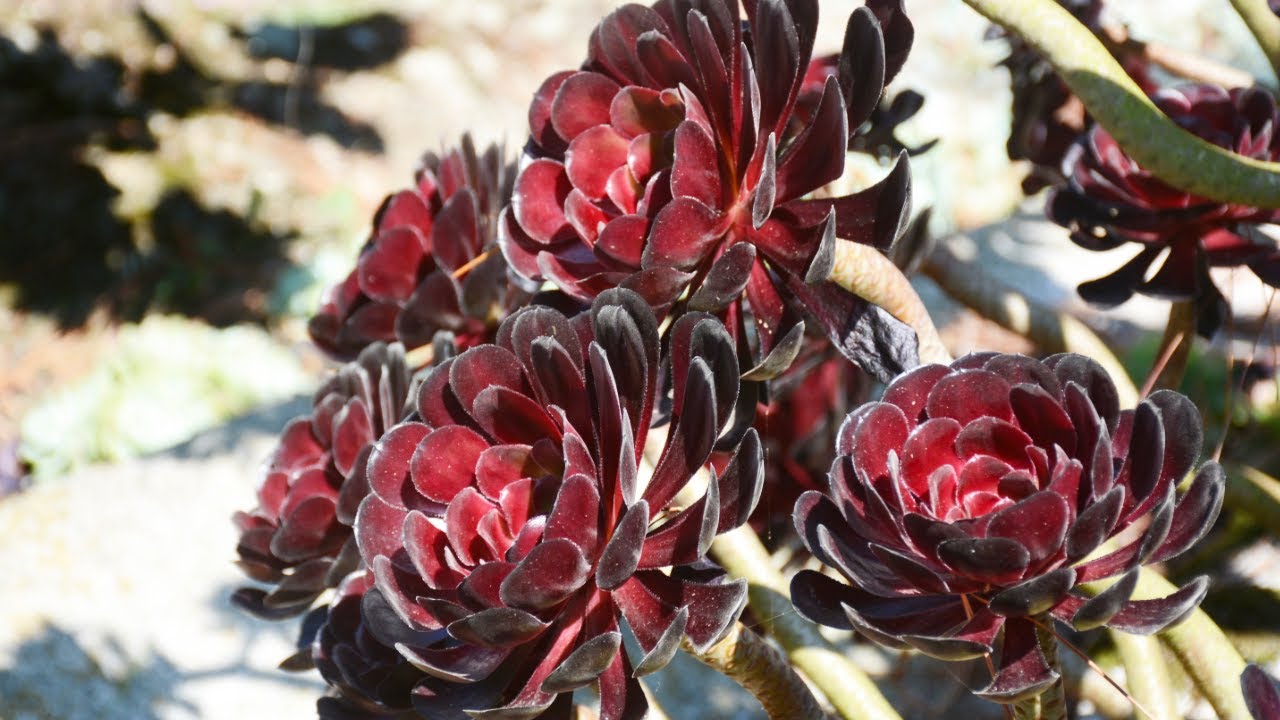 Faire ramifier un Aeonium