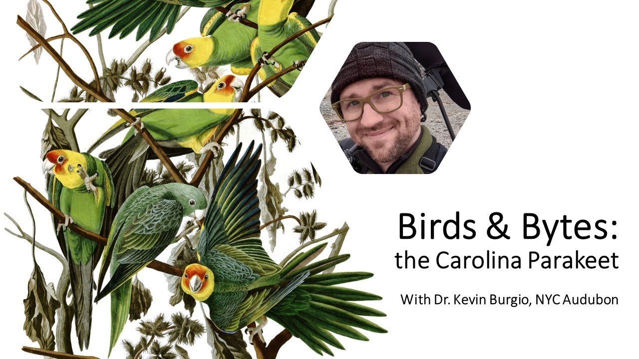 The Carolina Parakeet