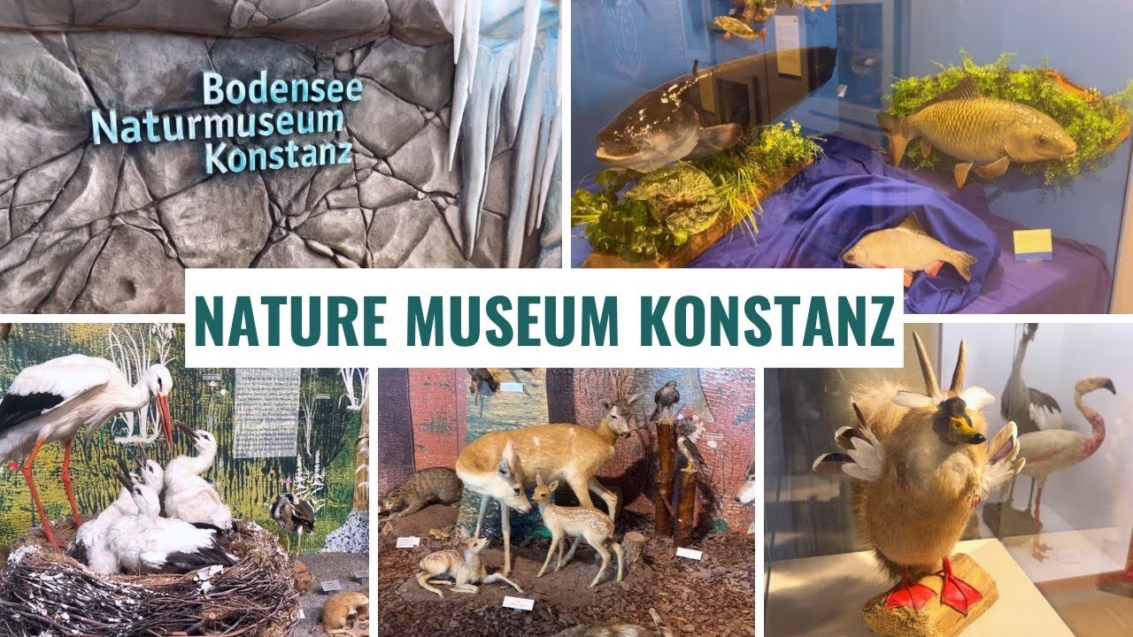 Bodensee Natur Museum, Konstanz | Lake Constance Nature Museum 