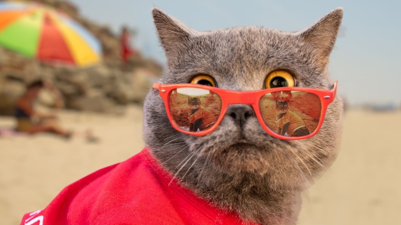 这么可爱的猫，你们见过吗？