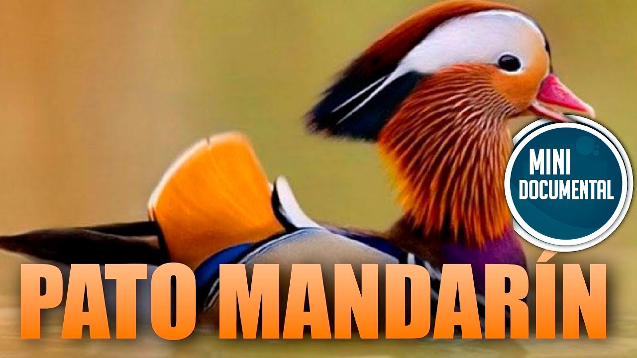 Pato mandarín (mini documental)