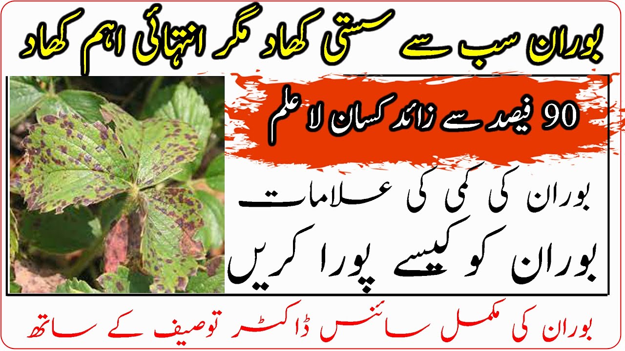 Boran usage for agriculture|Nitrogen|How to use Boran in crops|بوران اہم ترین کھاد، استعمال کا طریقہ