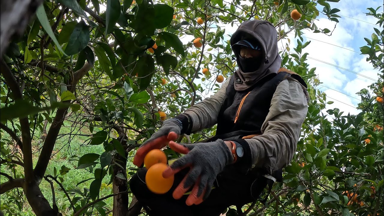 Campaña Cítrica 🍊 Semana de repaso, prohibido desanimarse 😅
