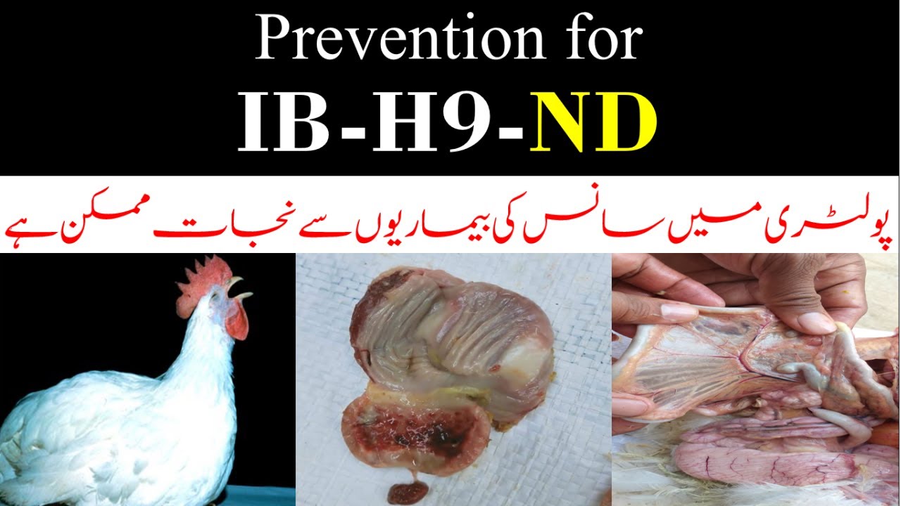 Managing the Humidity In poultry | Practical Poultry