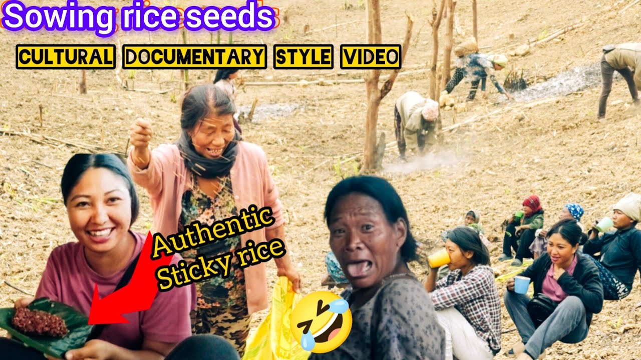 Daily vlog |traditional method of sowing rice seeds @sheingamangnao2554 