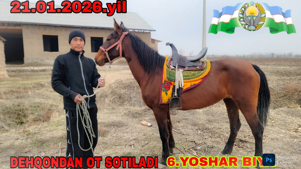 SAMARQAND VILOYATI PAZDORG'OM TUMANI ILM MAHALASIDA SAMER UKAMNIG 6 YOSHARLIK OTI SOTILADI