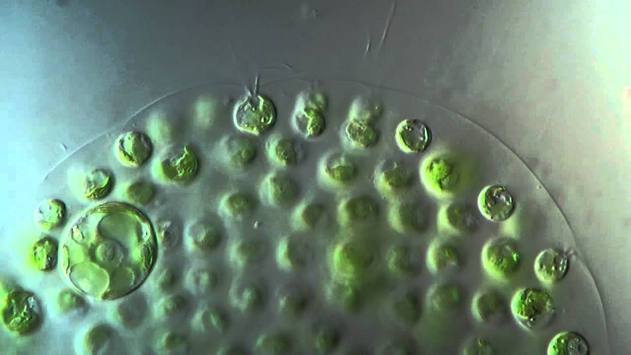 Volvox close up - Flagella movement