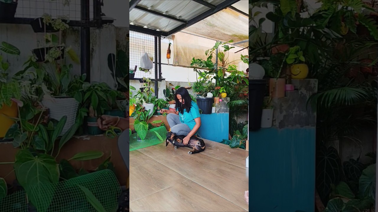 orchids best planter #orchid #diy #garden #gardening