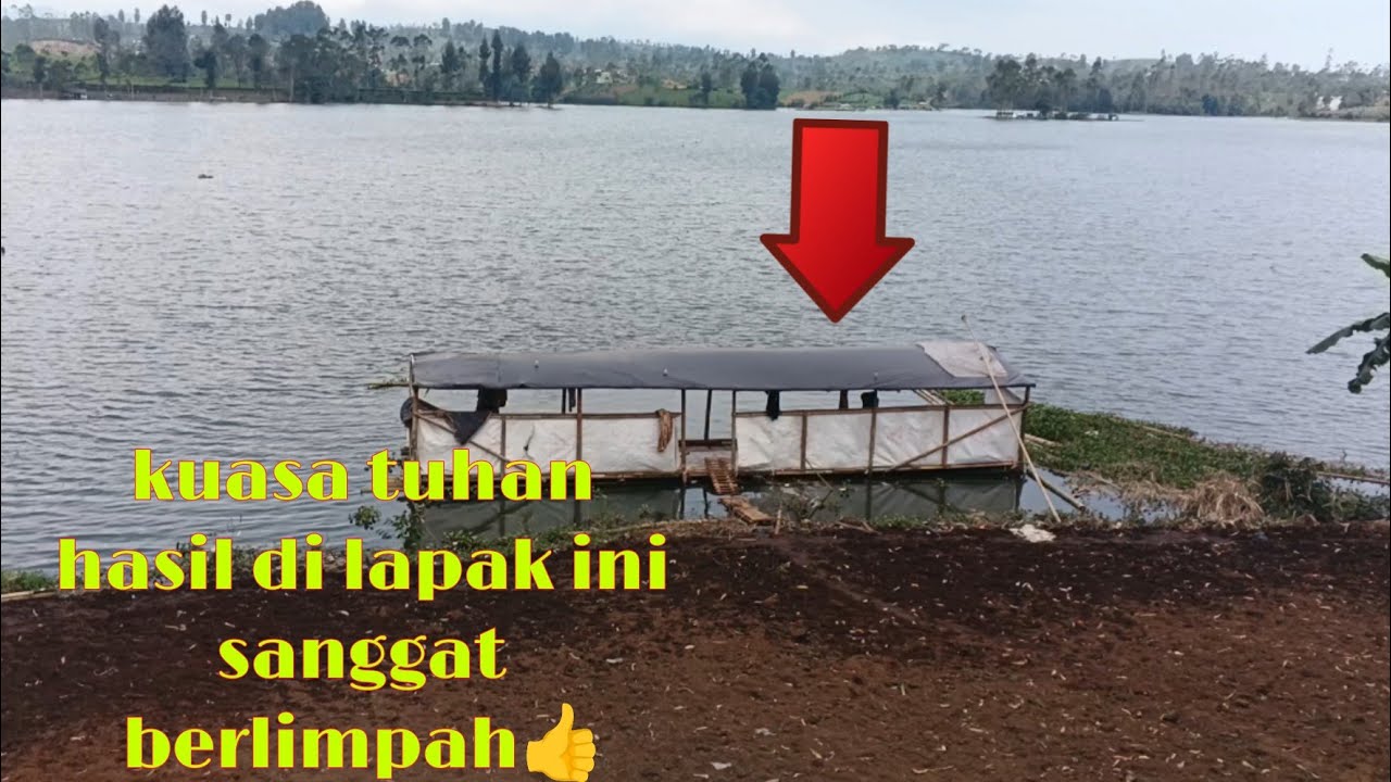 Hasil berlimpah beragam ikan terselamatkan manycing mania situ cilenyca mantap