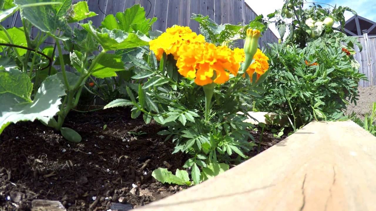60 Second timelapse of our garden 4K