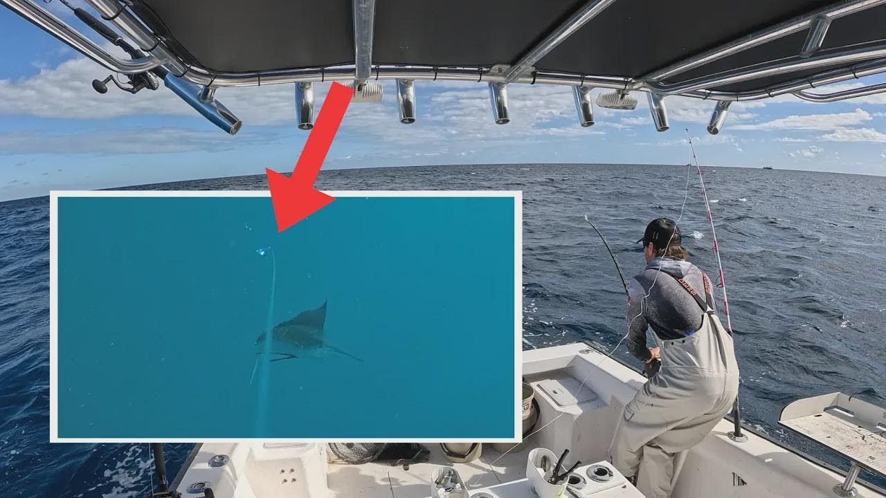 3 astuces de pêche solo pour piéger les ballyhoos comme jamais