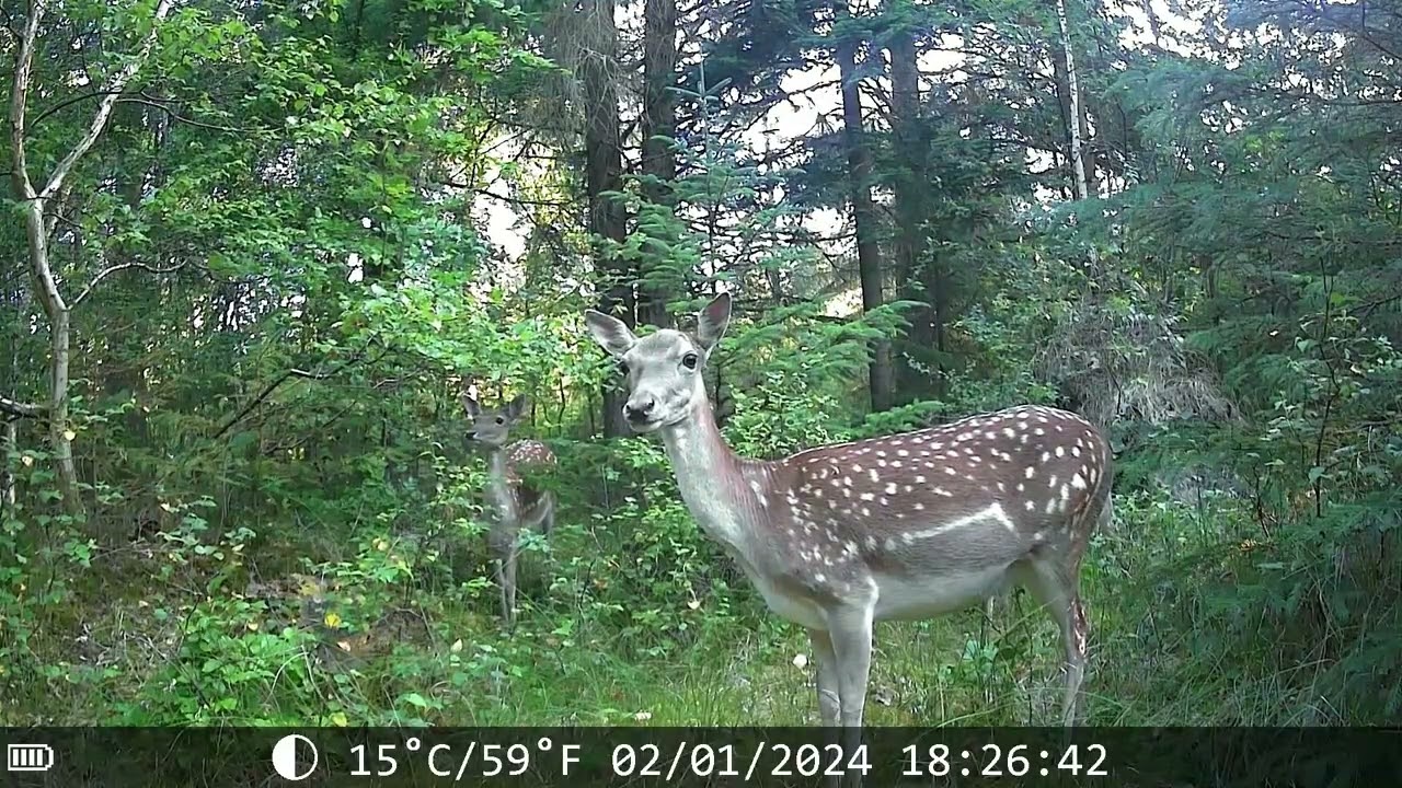 Favoriete wildcamera beelden uit Denemarken