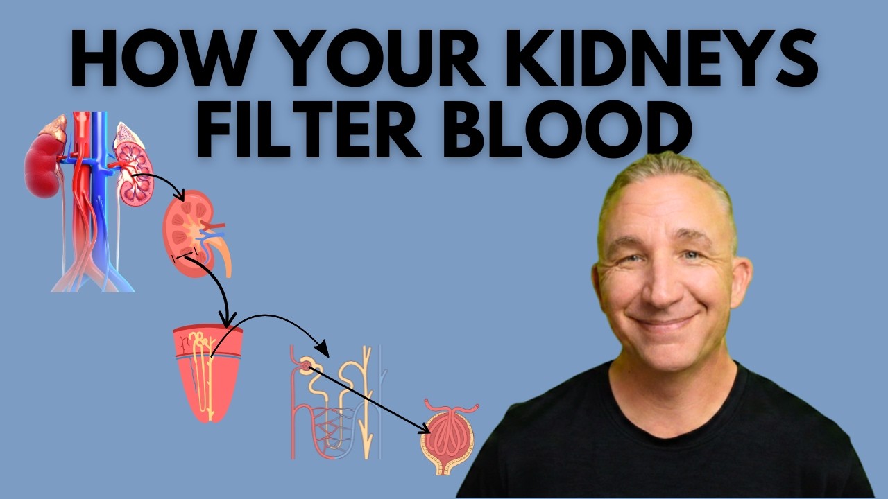 Urinary System Overview: Kidney Anatomy & Nephron Function